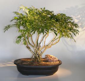 Hawaiian Umbrella Bonsai Tree<br>Banyan Style<br>(arboricola schfflera)