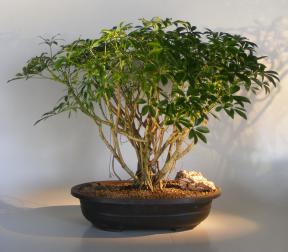 Hawaiian Umbrella Bonsai Tree<br>Banyan Style<br>(arboricola schfflera)