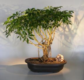 Hawaiian Umbrella Bonsai Tree<br>Banyan Style<br>(arboricola schfflera)