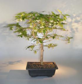 Water Jasmine Bonsai Tree<br><i>(wrightia religiosa)</i>