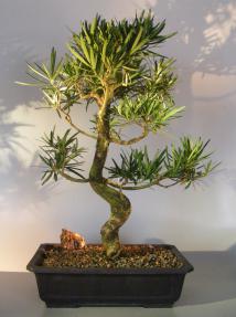 Flowering Podocarpus Bonsai Tree <br>Curved Trunk Style<br><i>(podocarpus macrophyllus)</i>