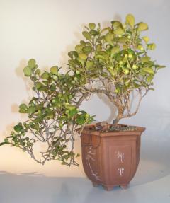 Mistletoe Fig Bonsai Tree<br>Cascade Style<br><i>(ficus diversifolia)</i>