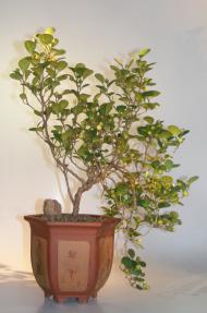 Mistletoe Fig Bonsai Tree<br>Cascade Style<br><i>(ficus diversifolia)</i>