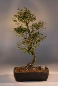 Flowering White Serissa Bonsai Tree<br>Bonsai Tree of a Thousand Stars<br><i>(serissa japonica)</i>