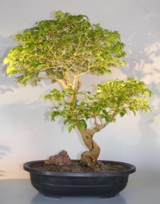 Flowering Ligustrum Bonsai Tree <br>Curved Trunk & Tiered Branching Style <br><i>(ligustrum lucidum)</i>
