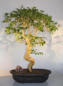 Flowering Ligustrum Bonsai Tree<br>Curved Trunk & Tiered Branching Style<br><i>(ligustrum lucidum)</i>