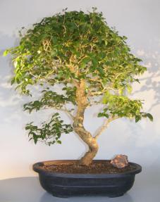 Flowering Ligustrum Bonsai Tree<br>Curved Trunk & Tiered Branching Style<br><i>(ligustrum lucidum)</i>