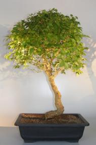 Flowering Ligustrum Bonsai Tree<br>Curved Trunk Style<br><i>(ligustrum lucidum)</i>