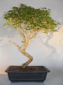 Flowering Ligustrum Bonsai Tree<br>Curved Trunk Style<br><i>(ligustrum lucidum)</i>