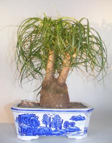 Ponytail Palm Double Trunk Bonsai Tree <br><i>(beaucamea recurvata)</i>