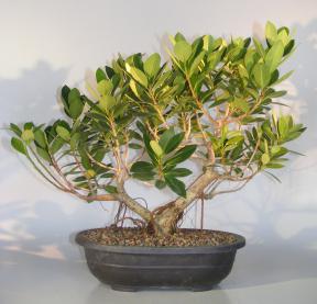 Green Island Ficus With Banyan Roots Bonsai Tree<br><i>(ficus microcarpa)</i>