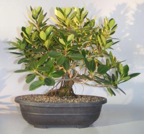 Green Island Ficus With Banyan Roots Bonsai Tree<br><i>(ficus microcarpa)</i>