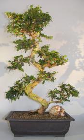 Flowering Fukien Tea Bonsai Tree<br>Curved Trunk & Tiered Branching<br><i>(ehretia microphylla)</i>