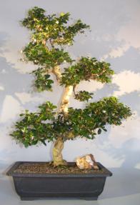 Flowering Fukien Tea Bonsai Tree<br>Curved Trunk & Tiered Branching<br><i>(ehretia microphylla)</i>