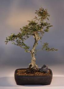 Flowering White Serissa Bonsai Tree<br>Bonsai Tree of a Thousand Stars<br><i>(serissa japonica)</i>