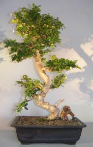 Flowering Fukien Tea Bonsai Tree <br>Curved Trunk & Tiered Branching <br><i>(ehretia microphylla)</i>