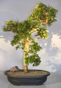 Flowering Fukien Tea Bonsai Tree<br>Curved Trunk & Tiered Branching<br><i>(ehretia microphylla)</i>