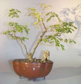 Flowering Texas Ebony Bonsai Tree<br><i>(pithecolobium flexicaule)</i>