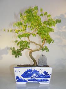 Flowering Brazilian Raintree Bonsai Tree<br><i>(pithecellobium tortum)</i>