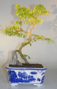 Flowering Brazilian Raintree Bonsai Tree<br><i>(pithecellobium tortum)</i>