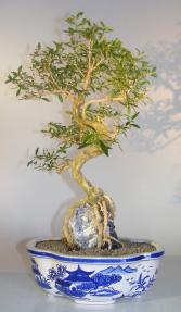 Flowering Chinese White Serissa<br>Bonsai Tree Of A Thousand Stars<br>Root Over Rock<i><br>(serissa japonica)</i>