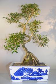 Flowering Chinese White Serissa Bonsai Tree Of A Thousand Stars <br>Root Over Rock <i><br>(serissa japonica)</i>