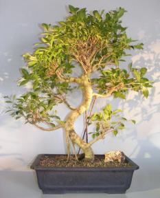 Ficus Retusa Bonsai Tree<br>Curved Trunk, Tiered Branching, & Banyan Roots<br><i>(ficus retusa)</i>