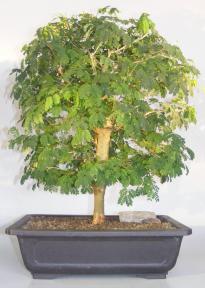 Flowering Brazilian Raintree Bonsai Tree <br><i>(pithecellobium tortum)</i>