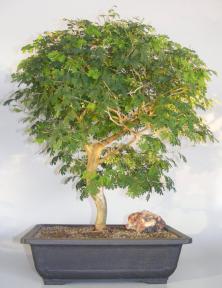 Flowering Brazilian Raintree Bonsai Tree<br><i>(pithecellobium tortum)</i>