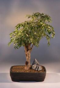 Ming Aralia Bonsai Tree<br><i>(polyscais fruitcosa)</i>