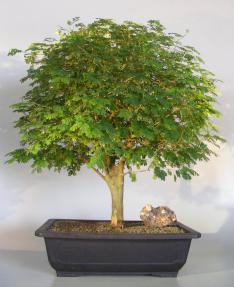 Flowering Brazilian Raintree Bonsai Tree<br><i>(pithecellobium tortum)</i>