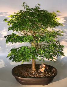 Flowering Brazilian Raintree Bonsai Tree <br><i>(pithecellobium tortum)</i>