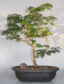 Flowering Brazilian Raintree Bonsai Tree <br><i>(pithecellobium tortum)</i>