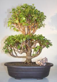 Baby Jade Bonsai Tree<br><i>(Portulacaria Afra)</i>