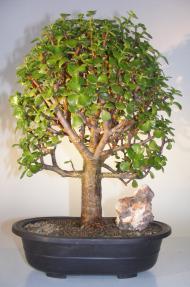 Baby Jade Bonsai Tree<br><i>(Portulacaria Afra)</i>