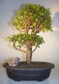 Baby Jade Bonsai Tree<br><i>(Portulacaria Afra)</i>