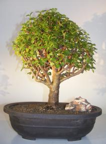 Baby Jade Bonsai Tree<br><i>(Portulacaria Afra)</i>