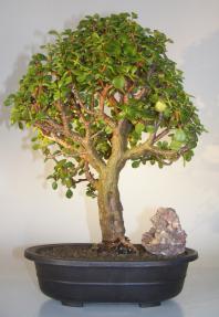 Baby Jade Bonsai Tree<br><i>(Portulacaria Afra)</i>