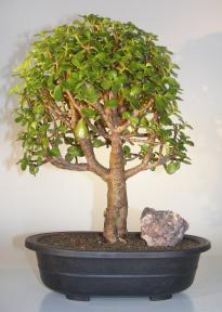 Baby Jade Bonsai Tree<br><i>(Portulacaria Afra)</i>