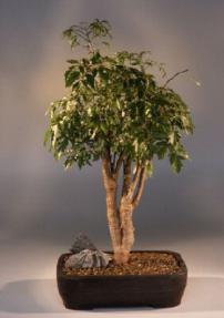 Ming Aralia Bonsai Tree<br><i>(polyscais fruitcosa)</i>