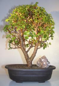 Baby Jade Bonsai Tree<br><i>(Portulacaria Afra)</i>