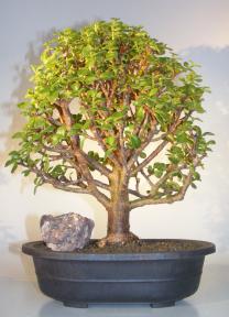 Baby Jade Bonsai Tree<br><i>(Portulacaria Afra)</i>