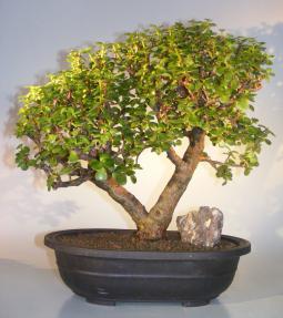 Baby Jade Bonsai Tree<br><i>(Portulacaria Afra)</i>