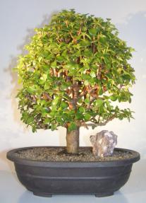 Baby Jade Bonsai Tree<br><i>(Portulacaria Afra)</i>