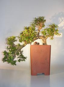 Baby Jade Bonsai Tree<br>Cascade Style<br><i>(Portulacaria Afra)</i>