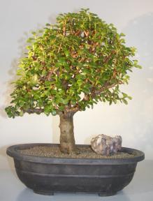 Baby Jade Bonsai Tree<br><i>(Portulacaria Afra)</i>