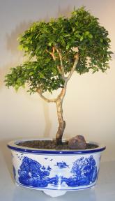 Japanese Kingsville Boxwood Bonsai Tree <br><i>(buxus microphylla compacta)</i>