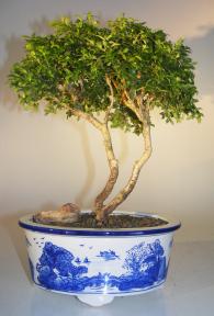 Japanese Kingsville Boxwood Bonsai Tree<br><i>(buxus microphylla compacta)</i>