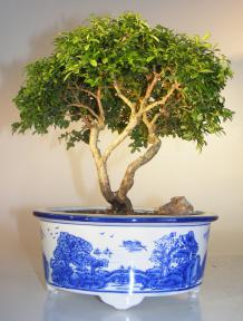 Japanese Kingsville Boxwood Bonsai Tree<br><i>(buxus microphylla compacta)</i>