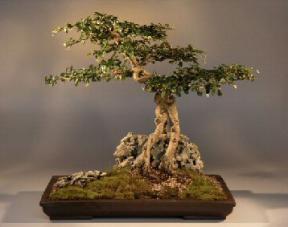 Fukien Tea Bonsai Tree<br><i>(carmona)</i>